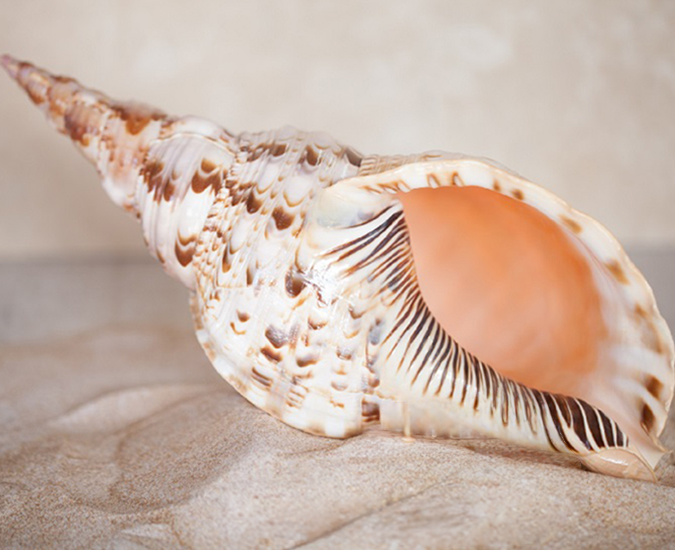 Seashells