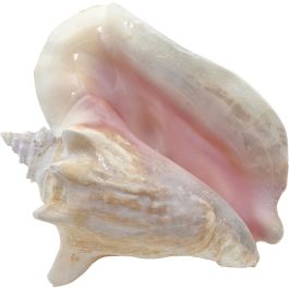 Conch Slit Back 8-10", Queen Shell