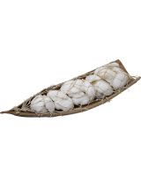 2037 - White Ark Shells in Wood Boat w/ Net