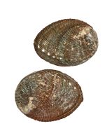 300001 - Blue Abalone 4-5"