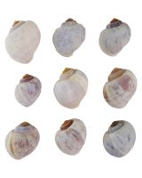 3045 - White Apple Snail 1-1.5" (half kilo)