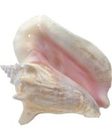 305208 - Conch w/ Slit Back 8-10"
