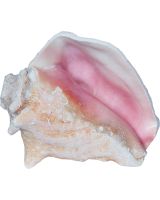 3058H - Conch Horn 6-8"