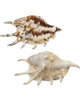 3061S - Common Lambis 4-5"