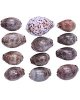 3064K - Mixed Polished Cowries 2-3" (~40pc/kilo)