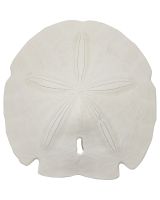 3068S - Gulf Arrowhead Sand Dollar 5-5.5"
