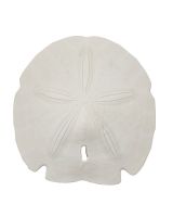 3068S - Gulf Sand Dollar 5-5.5" (We do not replace or credit any broken Sand Dollars)