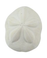 3078S - Sea Biscuit 3-4"
