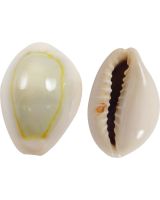 3224K - Ring Top Cowrie .5-1" (kilo)
