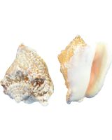 3228 - Hawk Wing Conch 2.5-3" (gallon)
