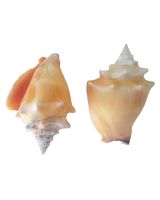 3234E - Fighting Conch 2.25-3.25"