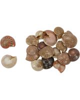 3242K - Umbonium Natural .25-.5" KILO