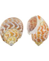 3253 - Spiral Babylon Snail 1.5-2" (gallon)