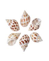 325420 - Areola Babylon Snail Polished 2-2.5"