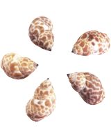 3260 - Orange Turbo Snail 2-2.5"