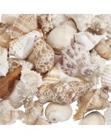 3263K - Large Indian Shell Mix 1-3" (kilo)