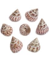 3274 - Strawberry Trochus 2-2.5" (gallon; ~90 pcs)