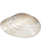 328207 - Fresh Water Clam Pearled 7-8"