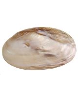 3282L - Fresh Water Clam Pearled 6-7"