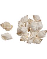 3288 - Nutmeg Snail 1-1.5" (kilo)