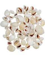 3291 - White Moon Snail .5-1" (gallon)