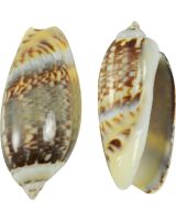 3296M - Gibbous Olive 1-1.5" (kilo)