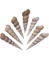 3301 - Turritella Terebra Polished 2-3" 1 Kilo (approx 135 pcs)