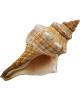 3310S - Striped Fox Spindle 3-4"