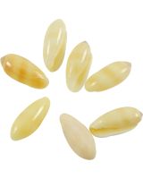 3317 - Rice Snail apx 0.5"