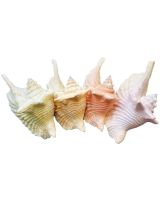 3326C - Rooster Conch Colored 4-6"