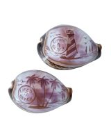 3349 - Carved Cowrie "LIFE'S A BEACH"