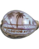 3357K - Carved Cowrie "FLORIDA KEYS"
