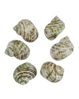 3391 - Silvermouth Turbo Polished 2-3"