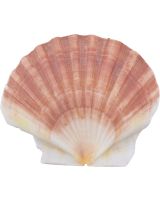 3420 - Irish Flat Scallop 3.5-4"
