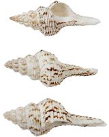 3450 - Nicobar Spindle 3-4"