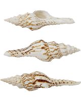 3451 - Nicobar Spindle 4-5"