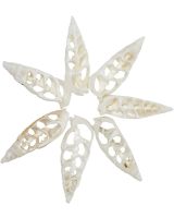 3547 - White Cerith Center Cut Shell 1.5-2"