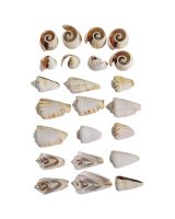 3549 - Strawberry Conch Multi Cut Shell 1-2" (kilo)