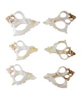 3550 - Virgin Murex Center Cut Shell 2-3"