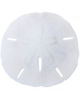 3590 - Round Sand Dollar .75-1" (We do not replace or credit any broken Sand Dollars)