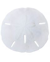3591 - Round Sand Dollar 1-1.5" (We do not replace or credit any broken Sand Dollars)