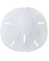 359202 - Round Sand Dollar 2.25-2.5" (We do not replace or credit any broken Sand Dollars)