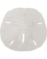 3592L - Round Sand Dollar 3-3.5" (We do not replace or credit any broken Sand Dollars)