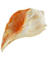 3600B - B-Grade Garden Whelks