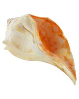 3602 - Atlantic Whelk 4-5"