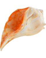 3603 - Whelk Left Hand 5-6"