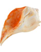 3605 - Whelk Left Hand 6-7"