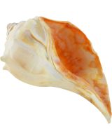 3618L - Atlantic Whelk 9-10"