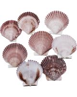 3706K - Purple Pecten 1.5-2.75" (kilo; ~140 pcs)