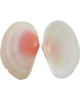 3717 - Light Rose Tellina Clam .5-2" Apx 1 cup/0.1kg (Up to 5% DMGD)